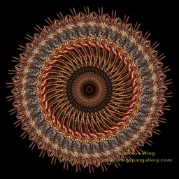 Turtle Warrior Front