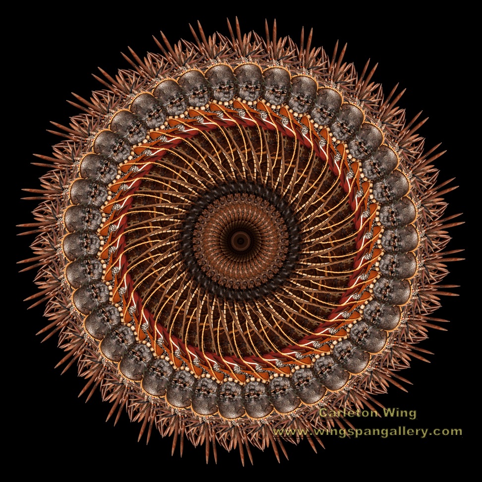 Turtle Warrior Front