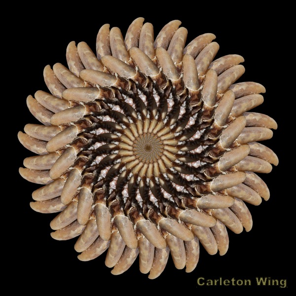 Turtle Claw 2.jpg